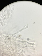 Lachnum subvirgineum