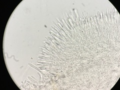 Lachnum subvirgineum