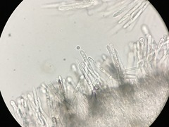 Lachnum subvirgineum