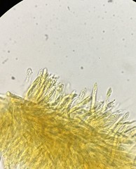 Lachnum subvirgineum