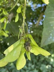 Pentatomini