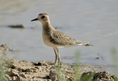 Charadrius veredus