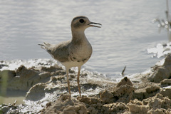 Charadrius veredus