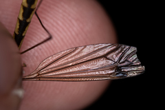 Nephrotoma dorsalis