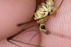 Nephrotoma dorsalis