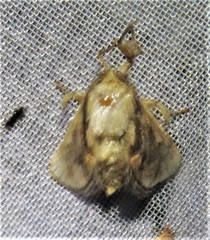 Paleophobetron cinereum