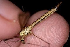 Nephrotoma dorsalis