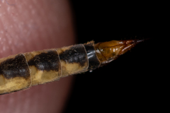 Nephrotoma dorsalis