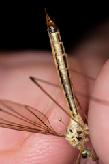 Nephrotoma dorsalis