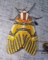 Anaxita decorata