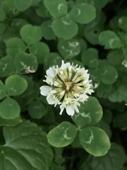 Trifolium repens