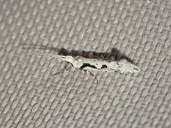 Rhigognostis interrupta