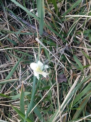 Narcissus triandrus