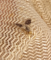 Campiglossa perspicillata