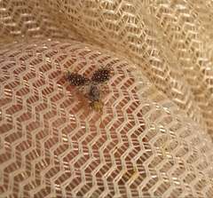 Campiglossa perspicillata