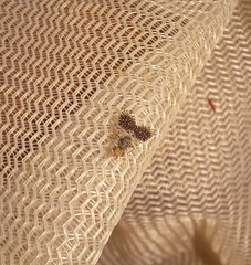 Campiglossa perspicillata