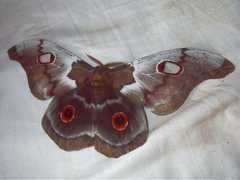 Nudaurelia macrothyris