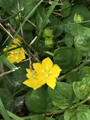 Lysimachia nummularia