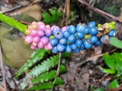Amorphophallus kiusianus