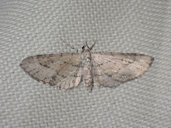Eupithecia unicolor