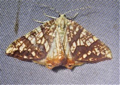 Rindgeria ornata