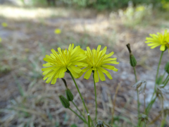 Crepis bursifolia