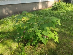 Rubus