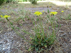 Crepis bursifolia