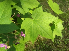 Rubus