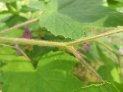 Rubus