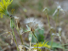 Crepis bursifolia