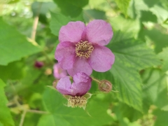 Rubus