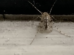 Psectrotanypus varius