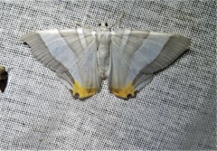 Opisthoxia miletia