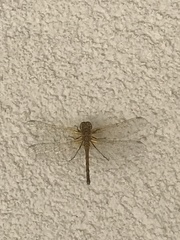 Sympetrum sanguineum