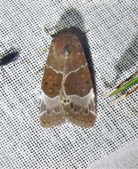 Hampsonodes mastoides