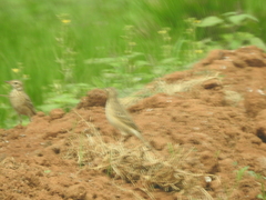 Anthus godlewskii