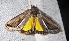 Gerrodes minatea