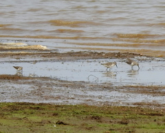 Calidris ferruginea