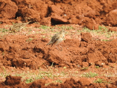 Calandrella brachydactyla