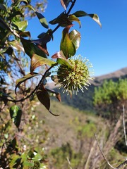 Cephalanthus natalensis