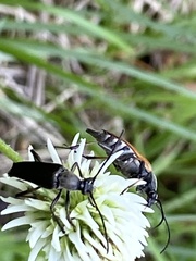 Pedostrangalia pubescens