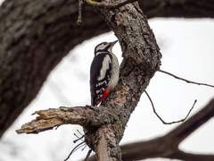 Dendrocopos major