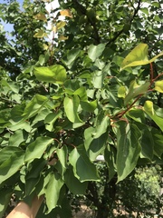 Prunus