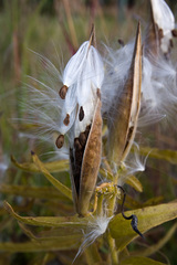 Asclepias tuberosa interior
