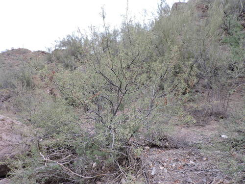 whitethorn acacia (Vachellia constricta)