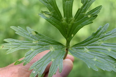 Ranunculus serpens polyanthemophyllus