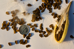 Asclepias tuberosa interior