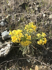 Erysimum franciscanum