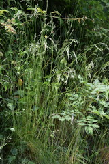 Festuca heterophylla